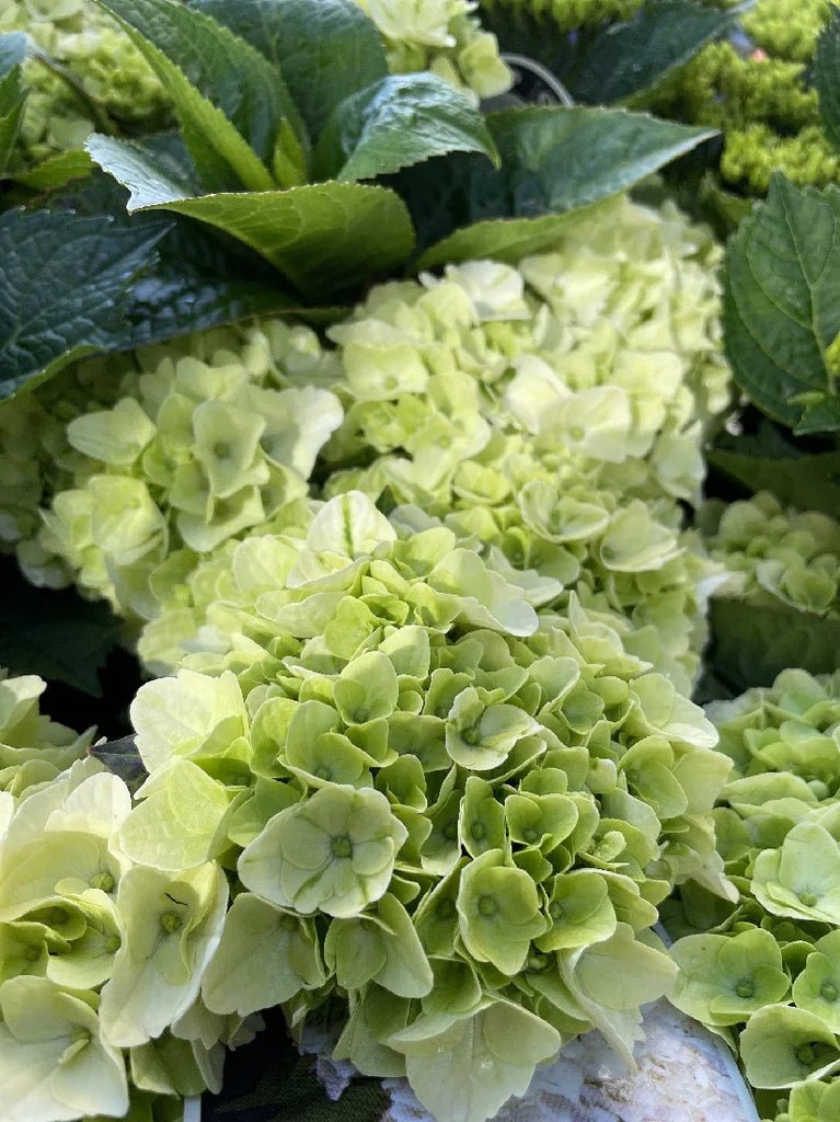 Hydrangea Magical Pearl - Ladybird Nursery