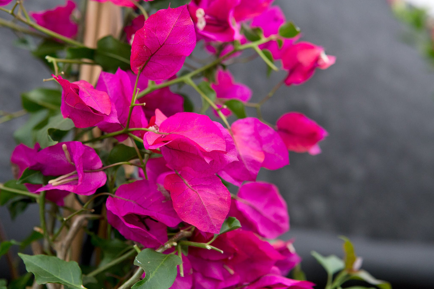 Bougainvillea Temple Fire (Bougainvillea glabra)