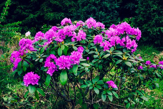 Rhododendron Ponticum