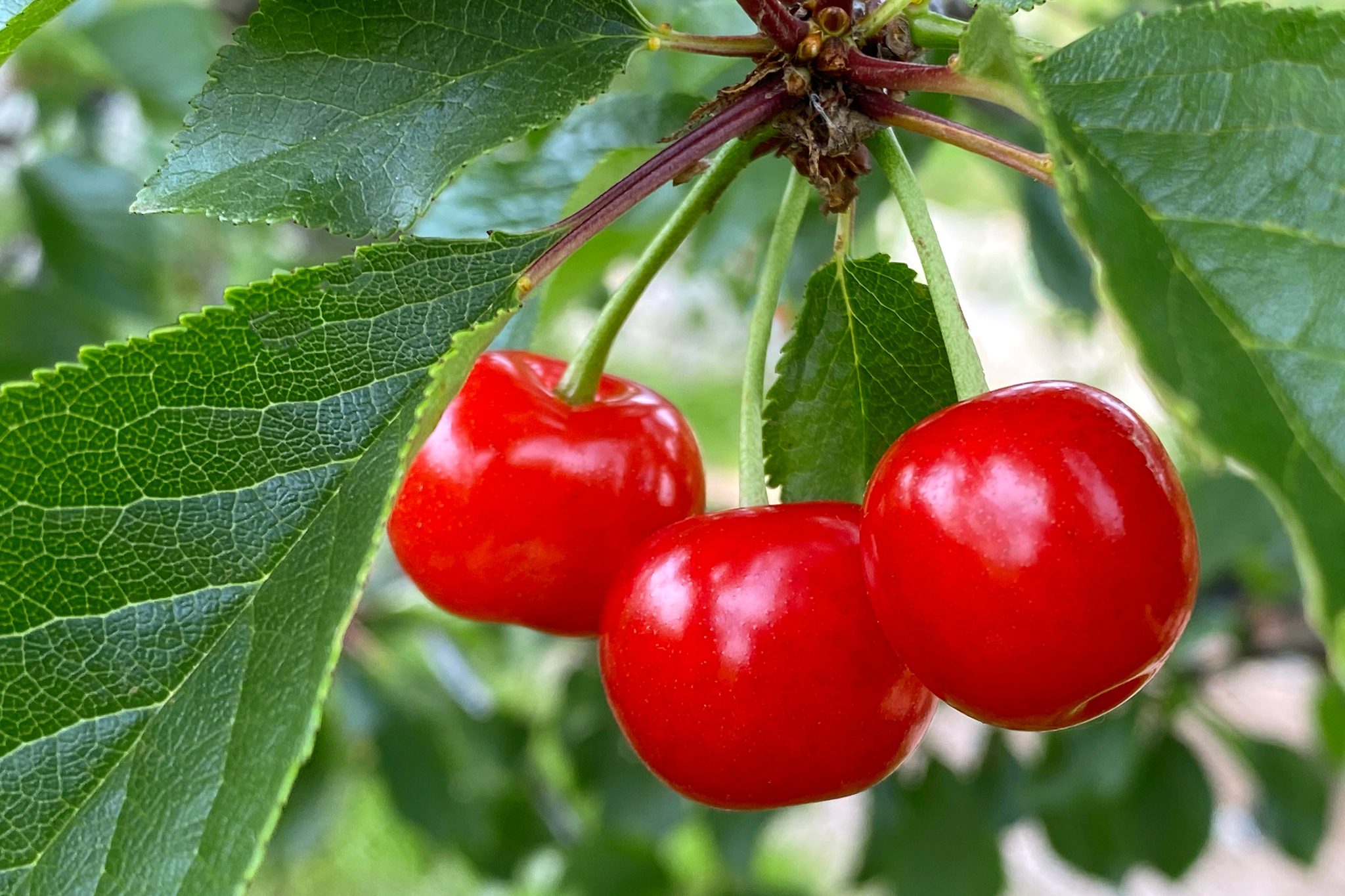 Sour Cherry Morello Fruit Tree – Buy Now! – Ladybird Nursery