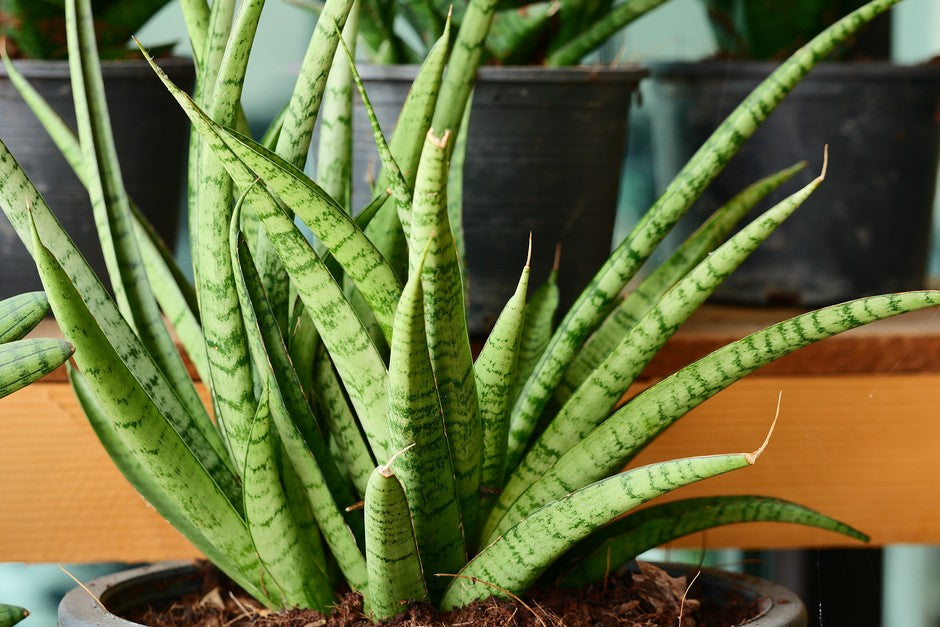Snake Plant (Sansevieria cylindrica)