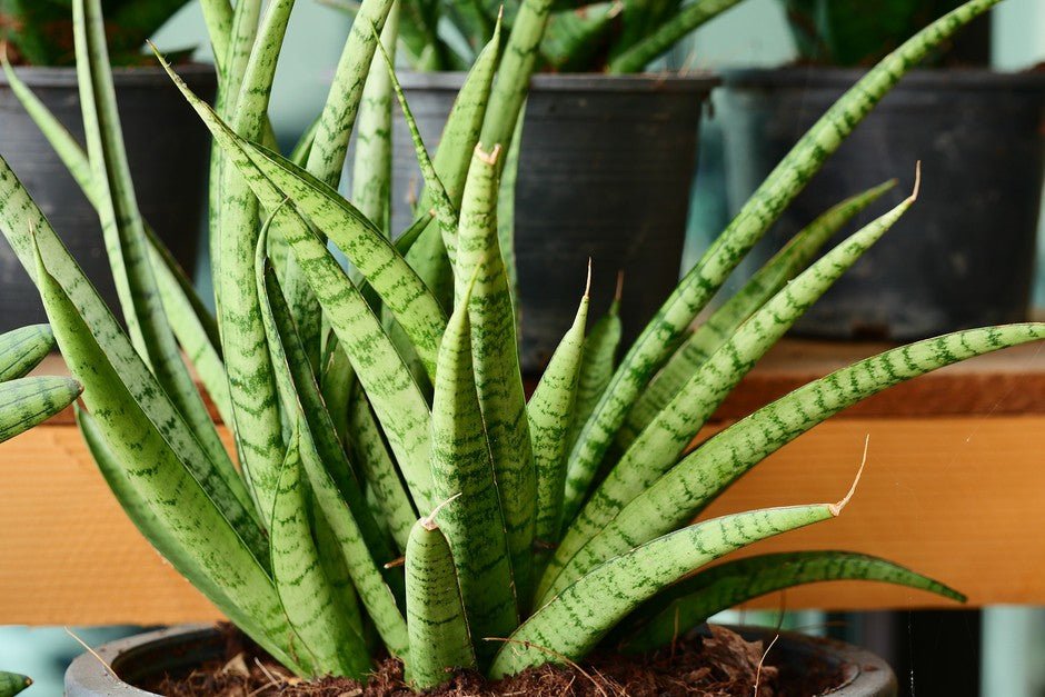 Snake Plant (Sansevieria cylindrica) - Ladybird Nursery