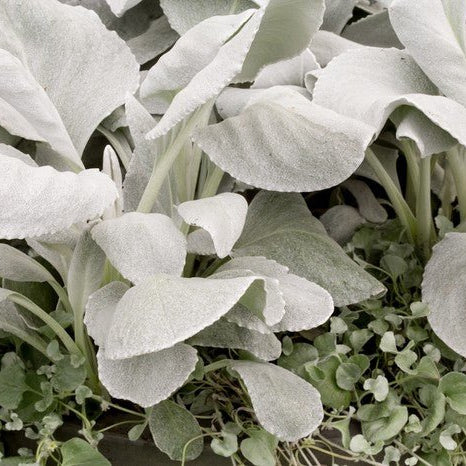 Senecio Angel Wings (Senecio candicans) - Ladybird Nursery