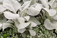 Senecio Angel Wings (Senecio candicans)
