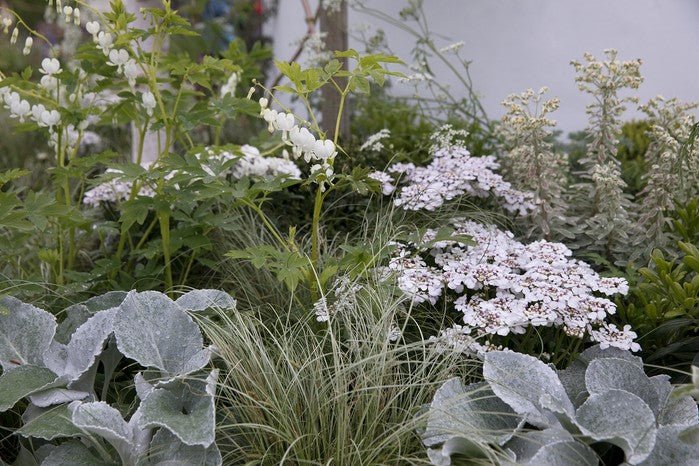 Senecio Angel Wings (Senecio candicans) - Ladybird Nursery
