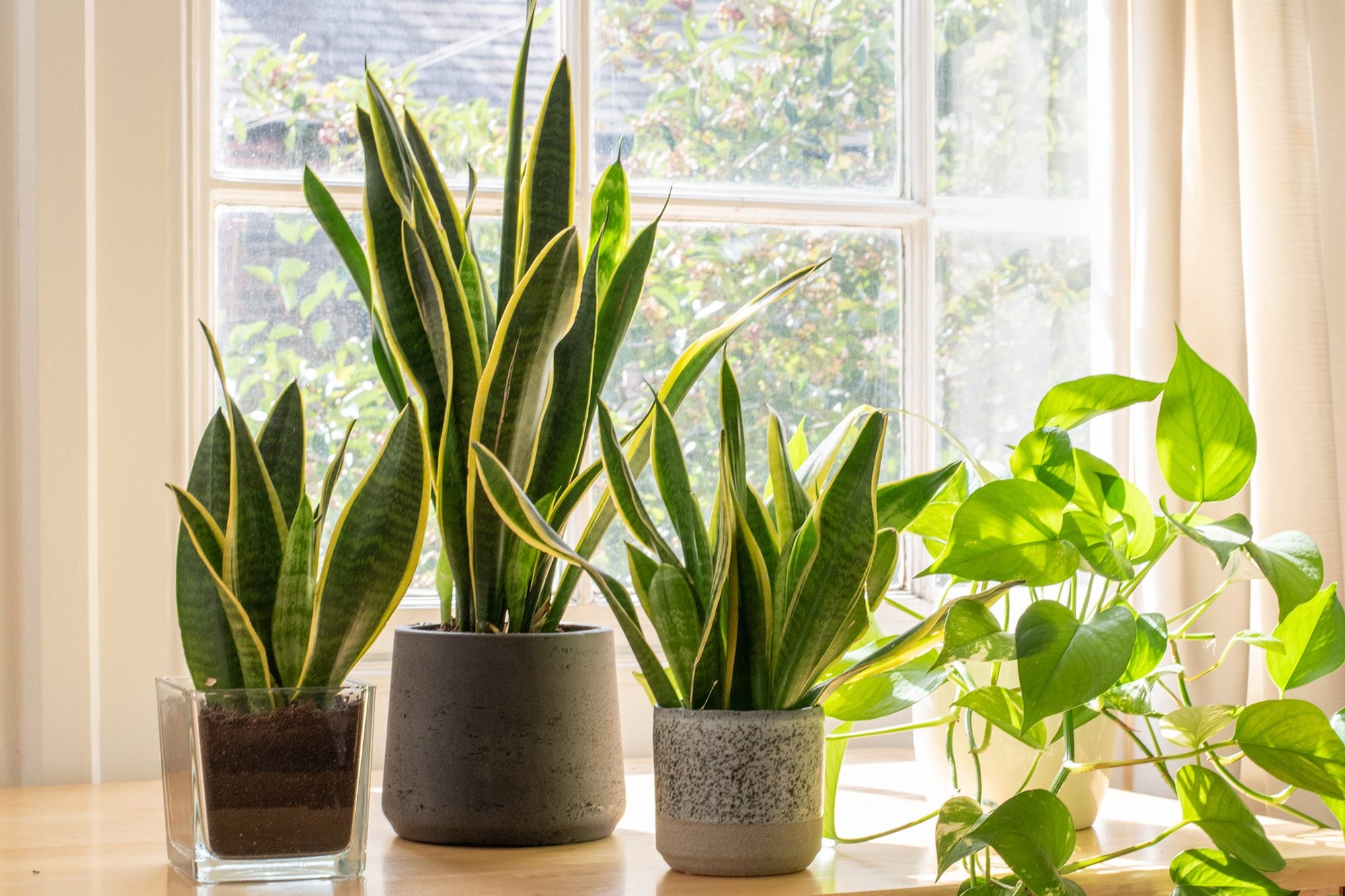 sansevieria triangularis Snake Plant Triangularis Plant – Buy Now! – Ladybird Nursery