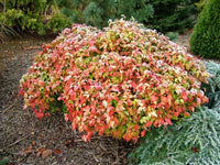 Heavenly Bamboo Nana (Nandina domestica) - Ladybird Nursery