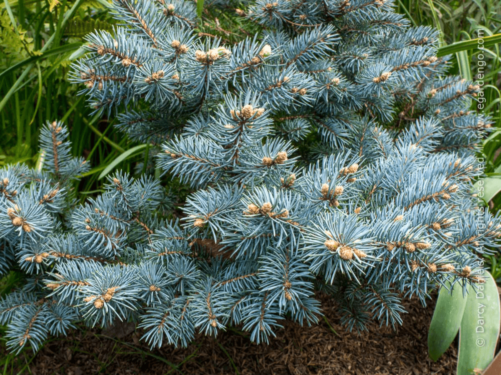 Blue Spruce Star (Picea pungens) - Ladybird Nursery