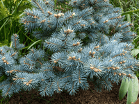 Blue Spruce Montgomery (Picea pungens)