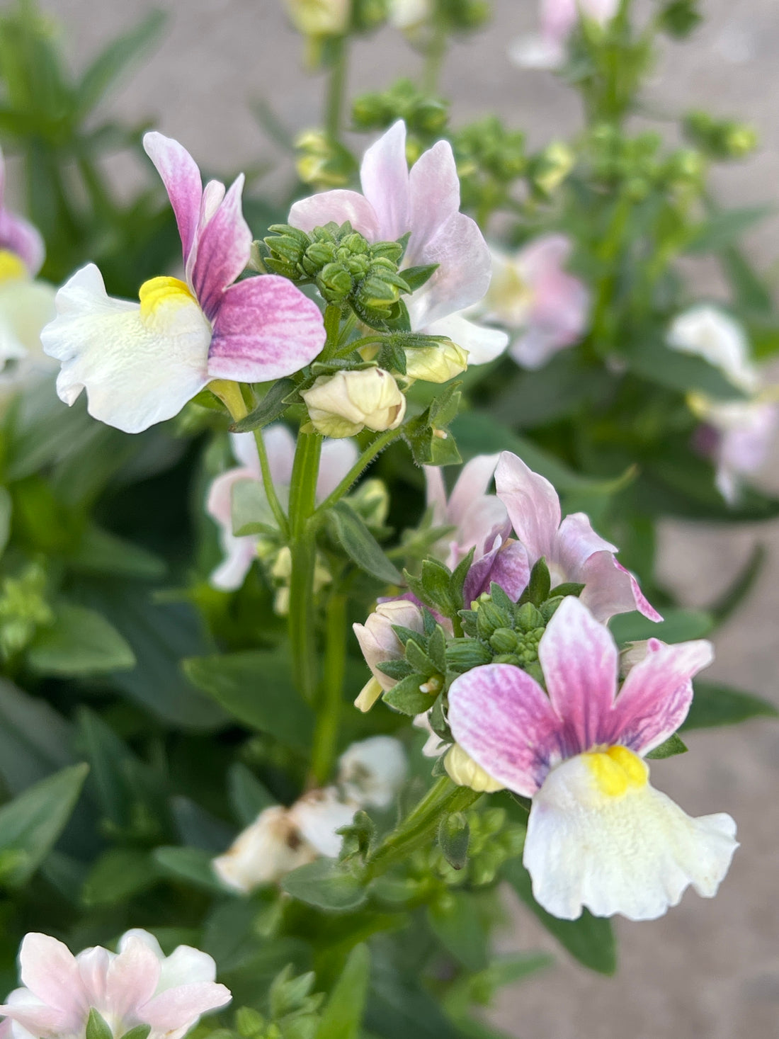Nemesia ‘Coconut Ice’