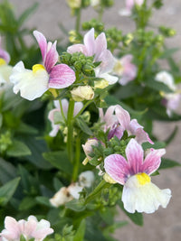 Nemesia ‘Coconut Ice’