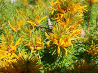 Mountain Geebung (Persoonia chamaepitys)