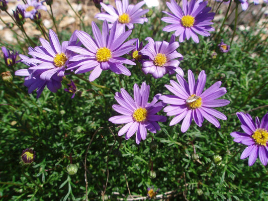 Cut - leaf Daisy Break O Day (Brachyscome multifida) - Ladybird Nursery