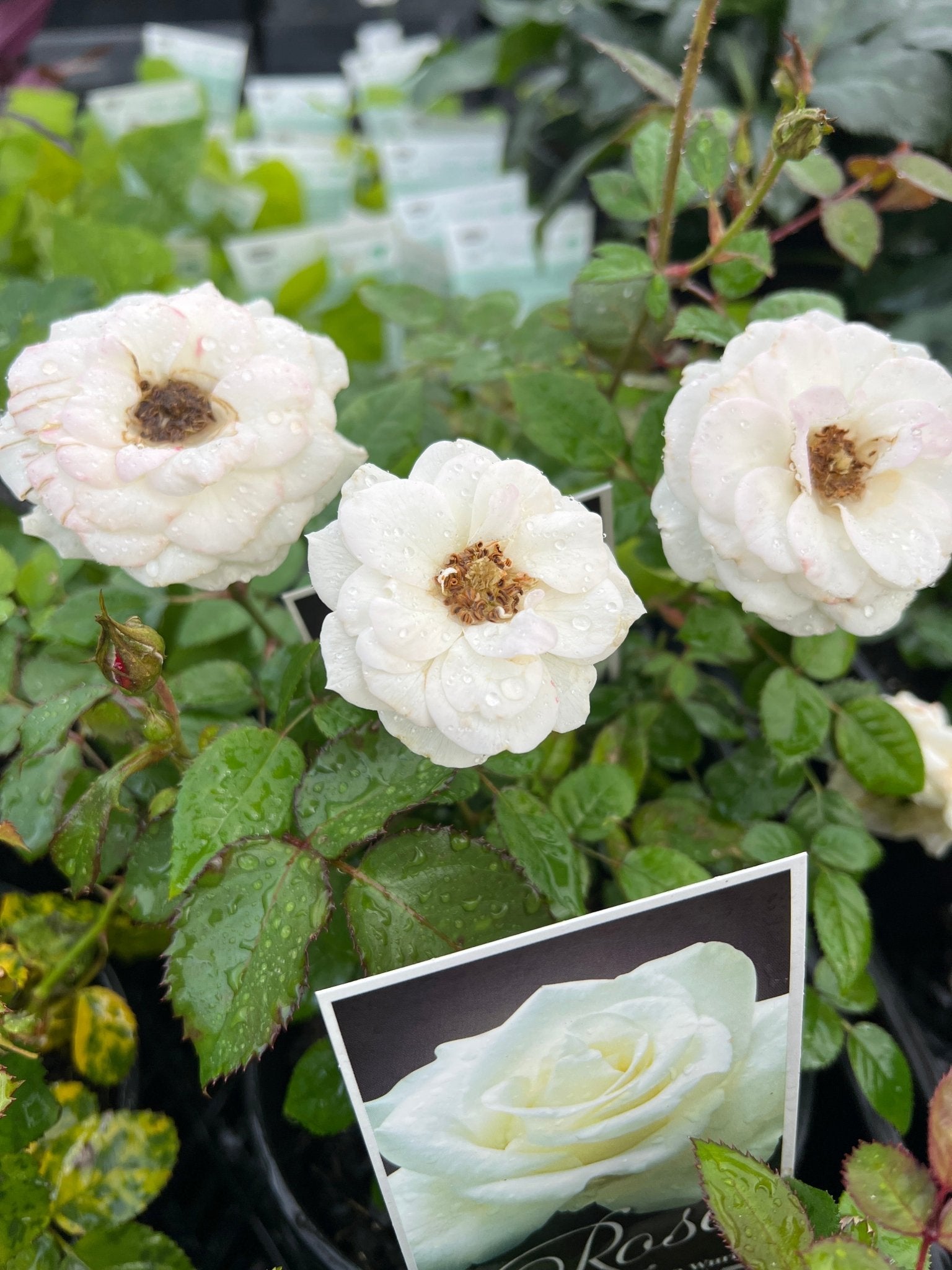 Rose Terrazza® Clear (Rosa) - Ladybird Nursery
