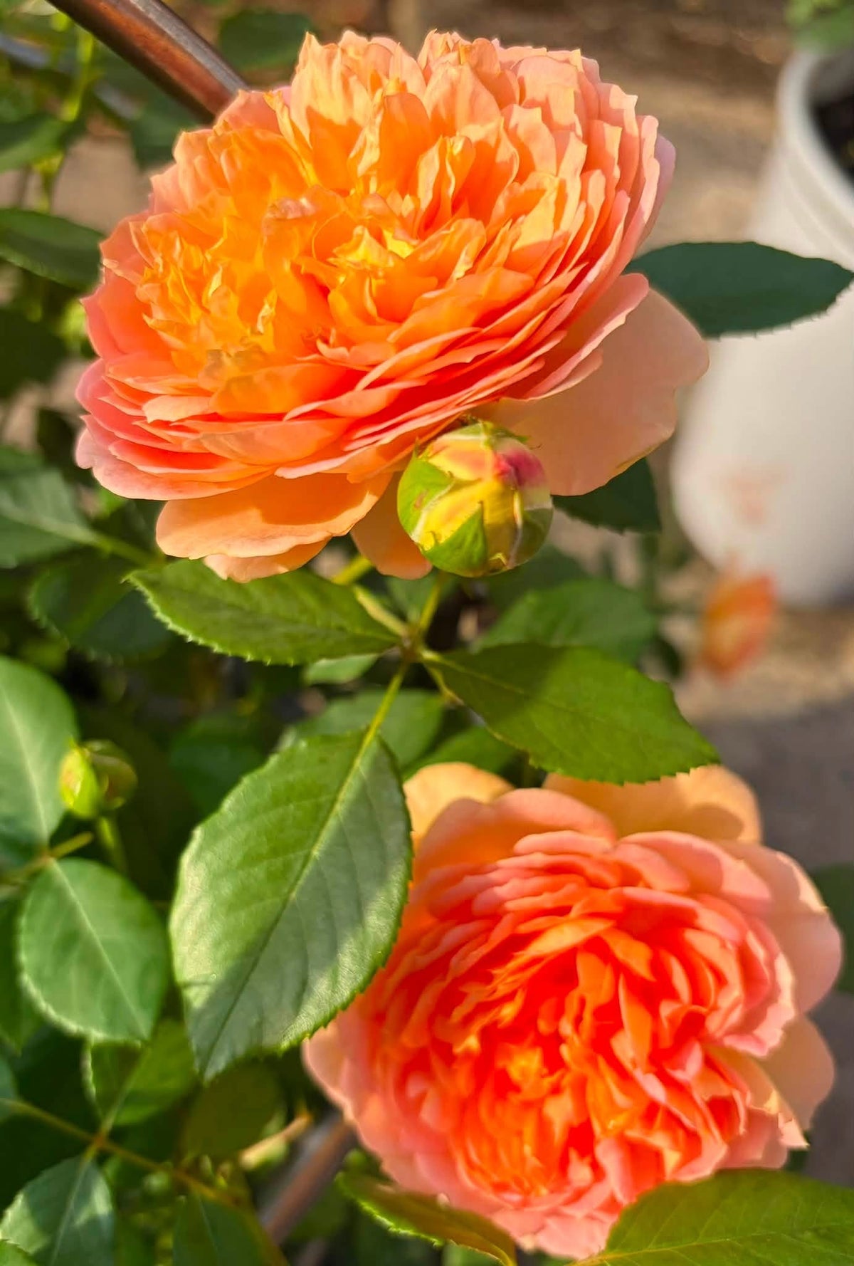 Rose ‘Lady of Shallot' (David Austin) - Ladybird Nursery