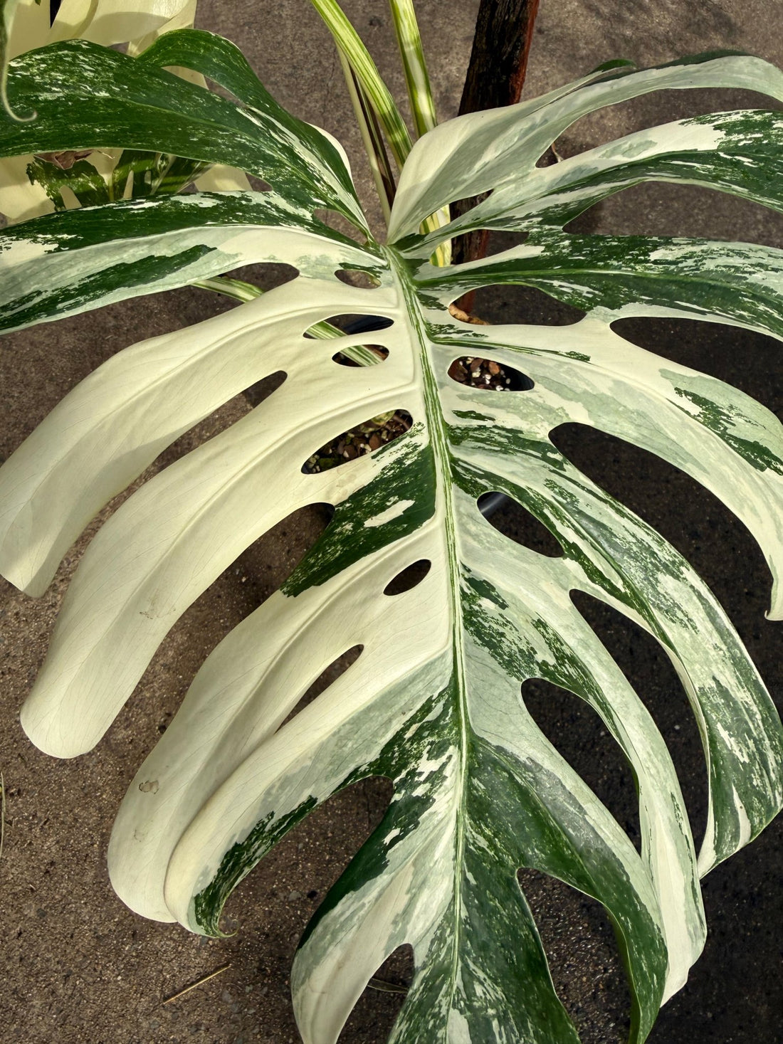 Monstera 'Thai Constellation' on Totem - Advanced (PICKUP ONLY) - Ladybird Nursery