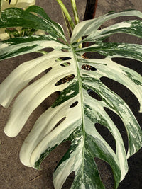Monstera 'Thai Constellation' on Totem - Advanced (PICKUP ONLY) - Ladybird Nursery