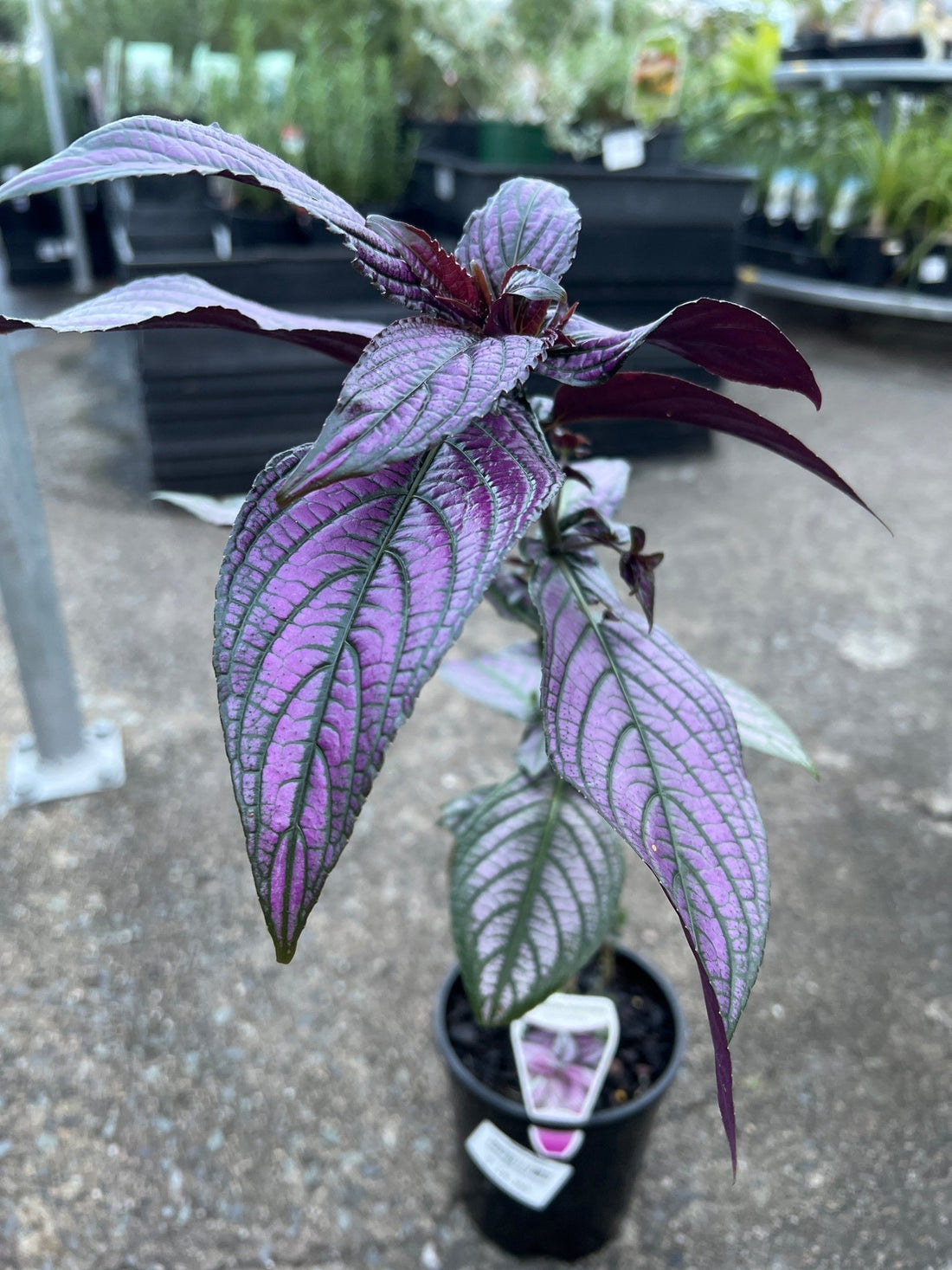Persian Shield Plant – Buy Now! – Ladybird Nursery