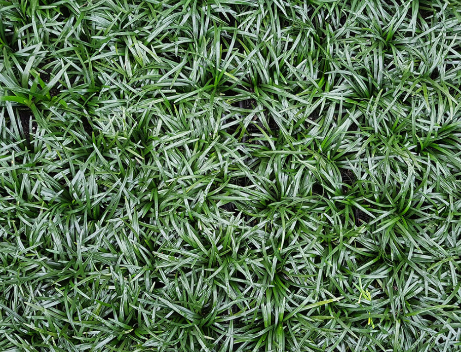 Dwarf Mondo Grass Nana (Ophiopogon japonicus)