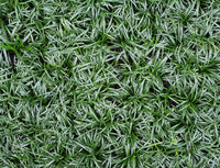 Dwarf Mondo Grass Nana (Ophiopogon japonicus)