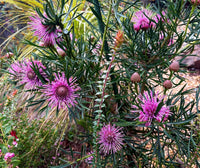 Isopogon ‘Candy Cones’ - Ladybird Nursery