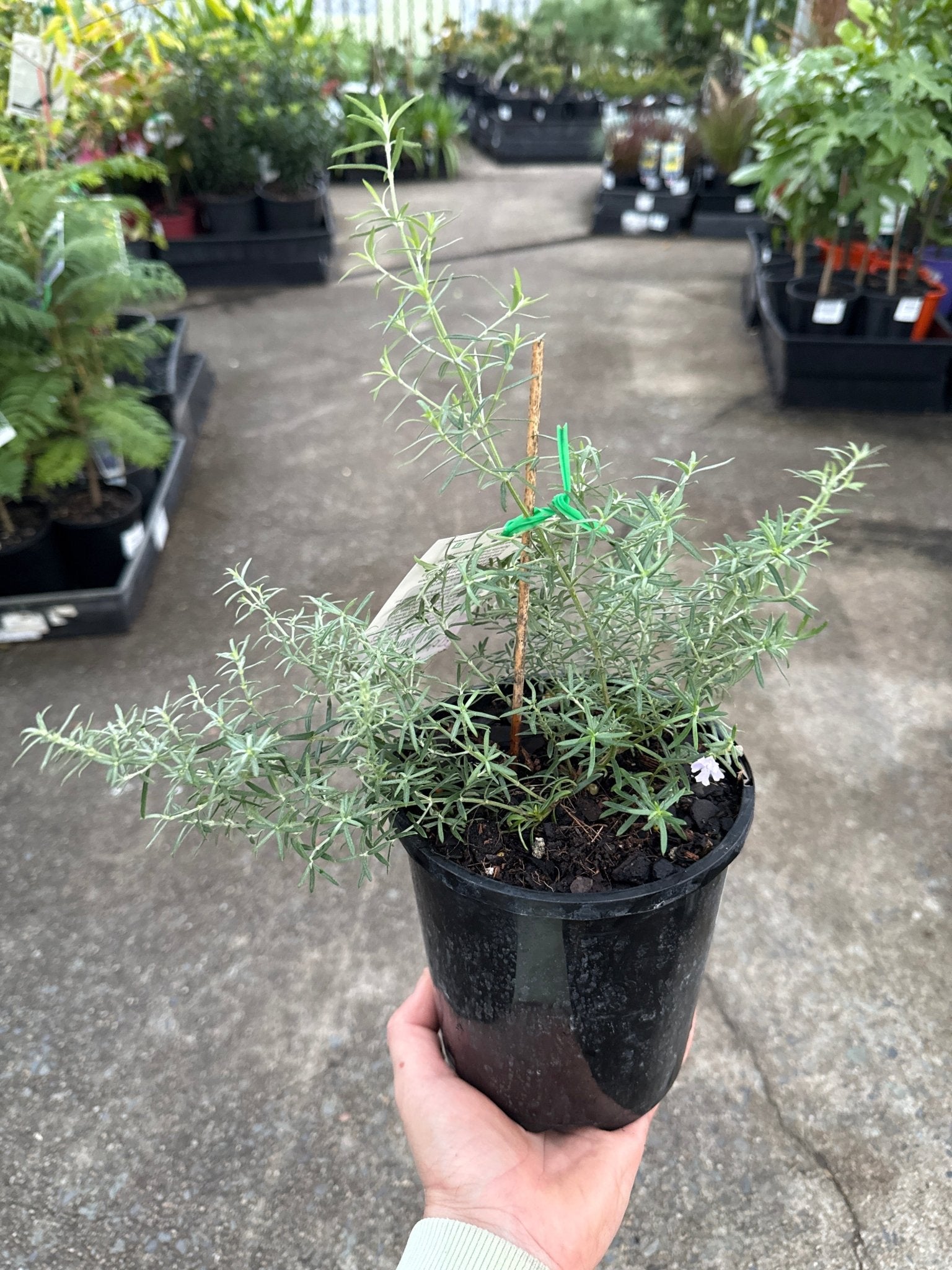 Coastal Rosemary 'Blue Moon' (Westringia fruticosa) - Ladybird Nursery