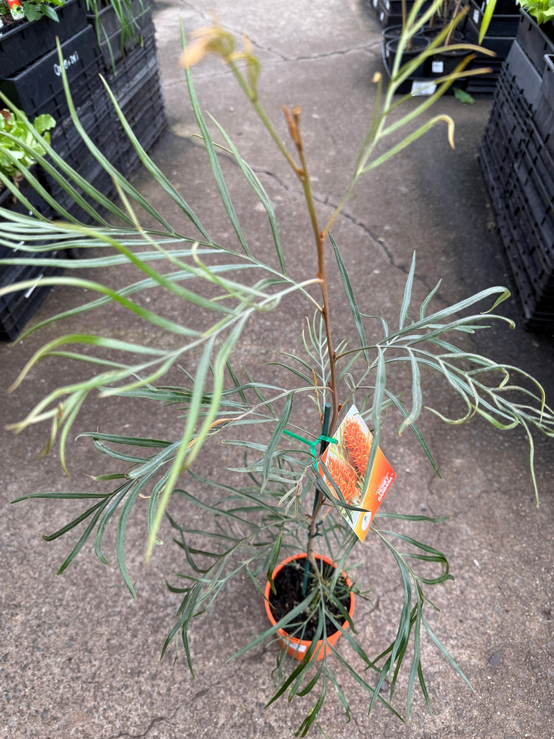 Grevillea ‘Honey Barbara’ - Ladybird Nursery