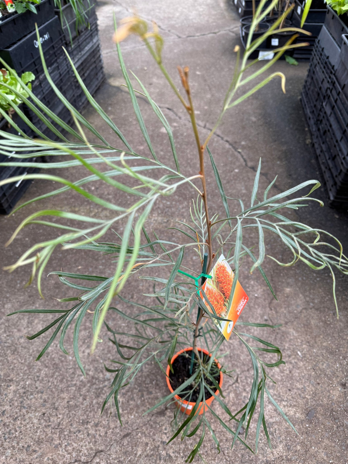 Grevillea ‘Honey Barbara’ - Ladybird Nursery