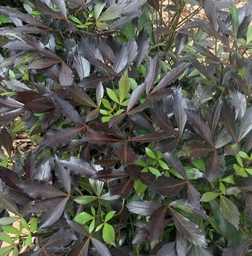 Coastal Purple 5 Finger Purpurea (Pseudopanax lessonii)
