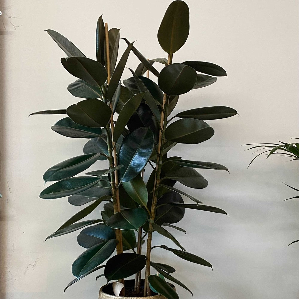 Abidjan Rubber Plant (Ficus elastica)