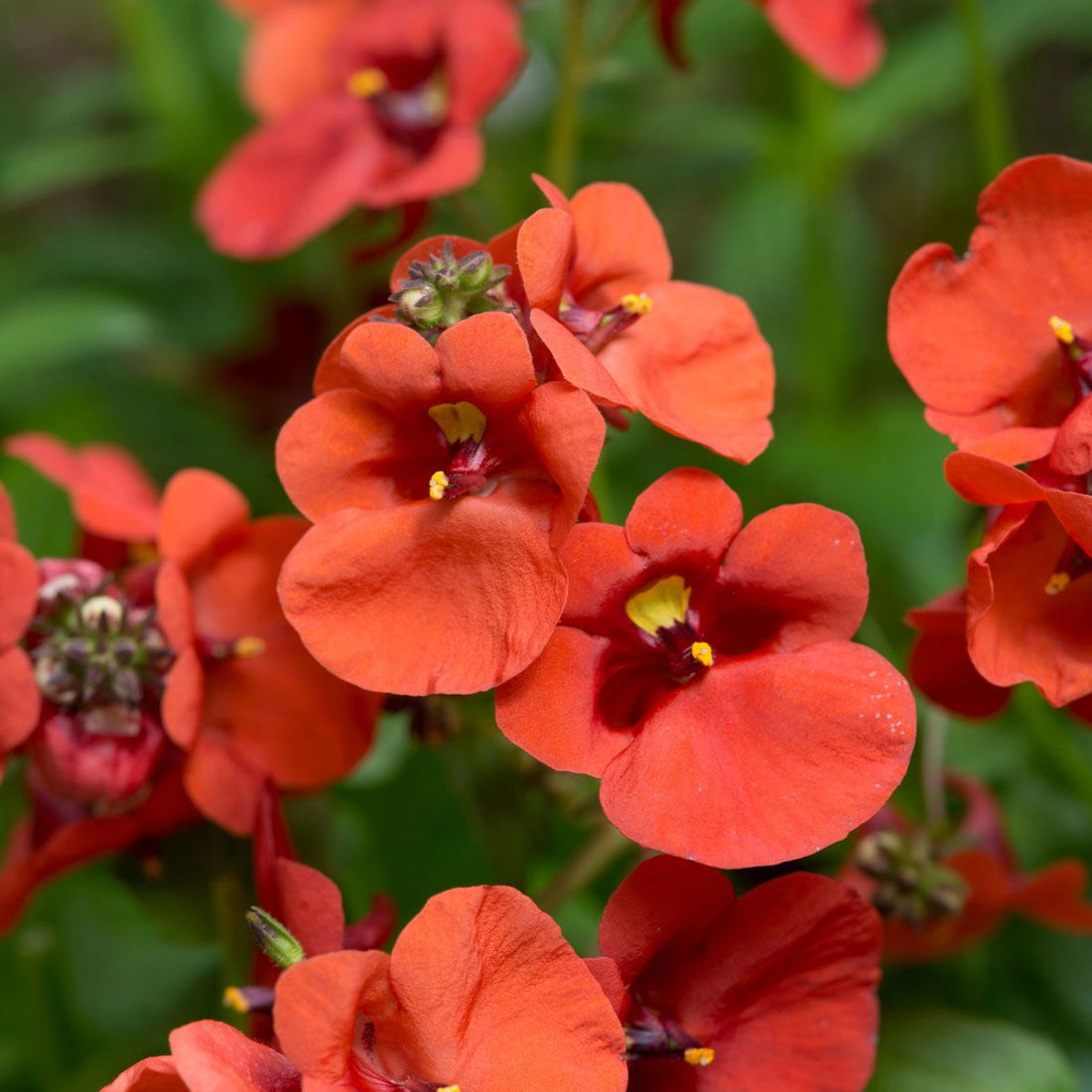 Twinspur Dreamer (Diascia Little) - Ladybird Nursery