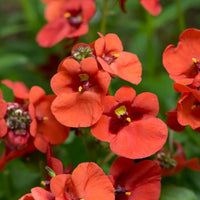 Twinspur Dreamer (Diascia Little)