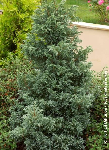 Sawara Cypress Boulevard (Chamaecyparis pisifera) - Ladybird Nursery