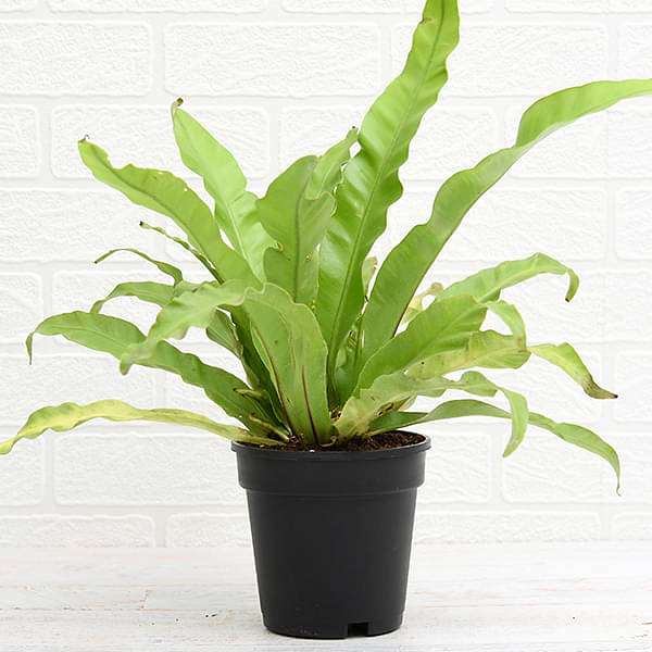 Bird's Nest Fern Birds (Asplenium nidus)