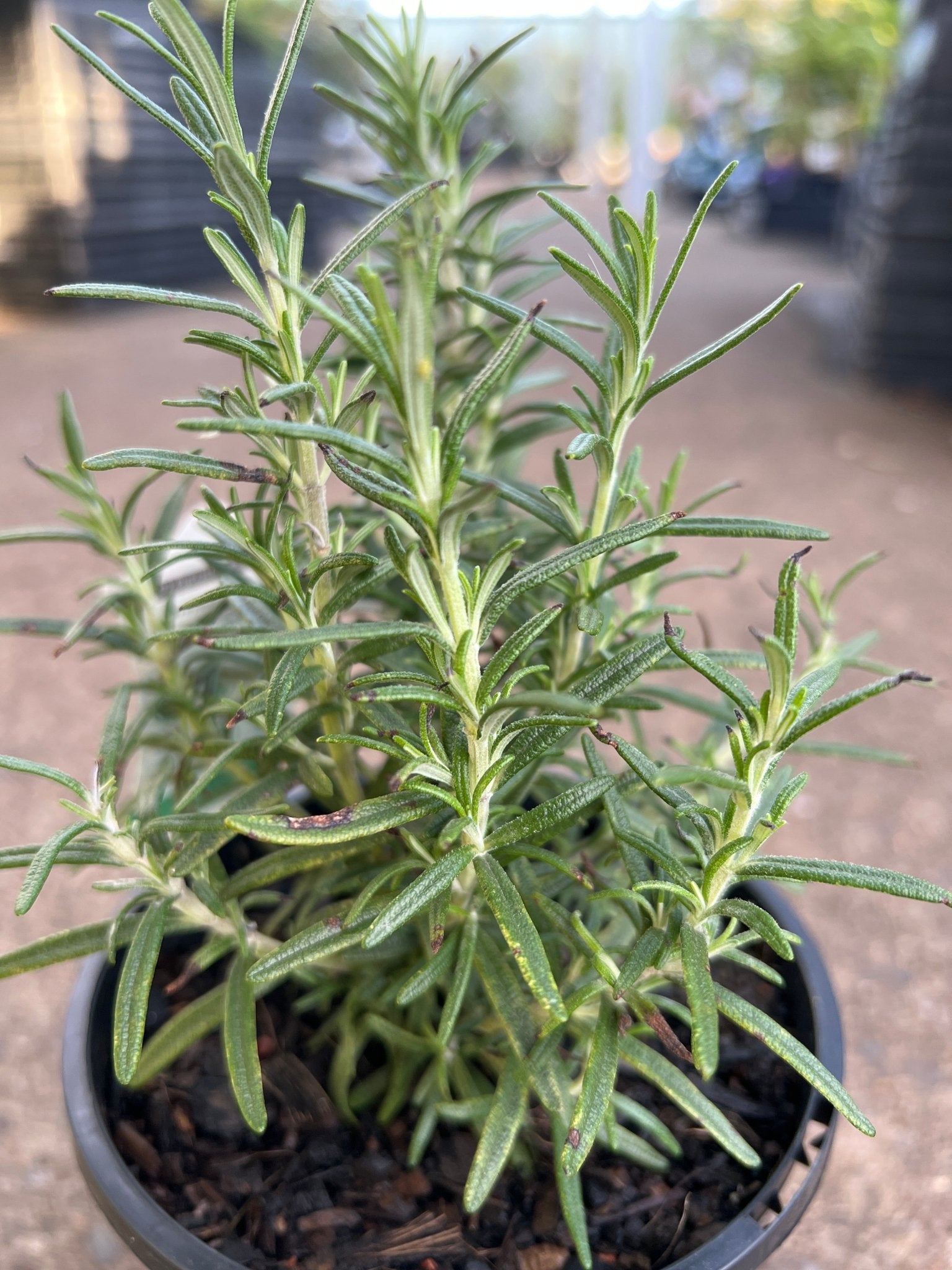 Rosemary 'Savor' (Rosmarinus officinalis) - Ladybird Nursery