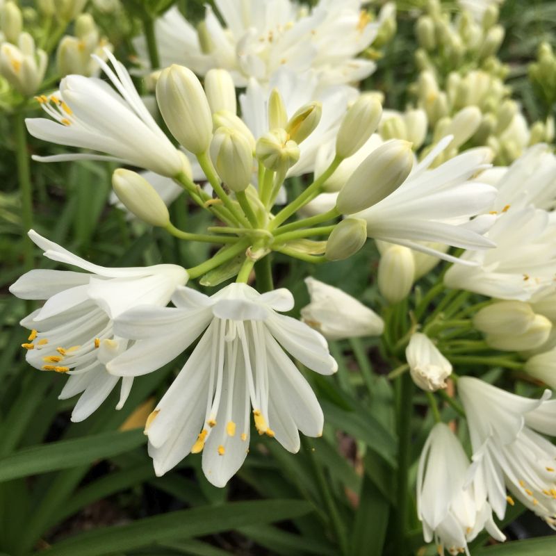 Agapanthus Double Diamond - Ladybird Nursery