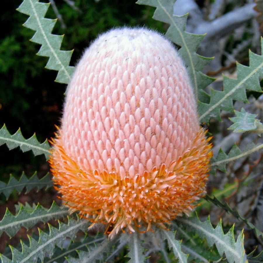 Burdett's Banksia (Banksia burdettii) - Ladybird Nursery