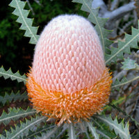 Burdett's Banksia (Banksia burdettii)