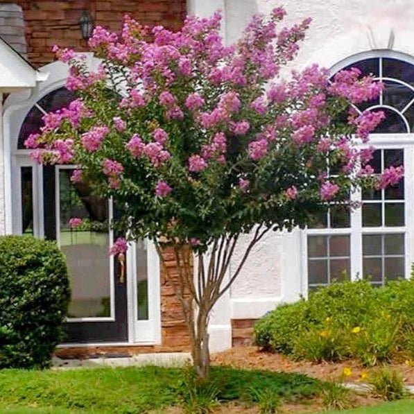 Crepe Myrtle Muskogee (Lagerstroemia) - Ladybird Nursery