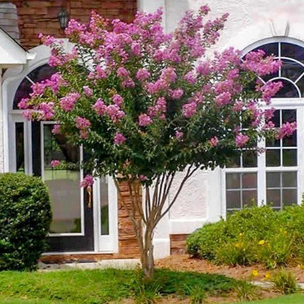 Crepe Myrtle Muskogee (Lagerstroemia)