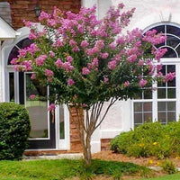 Crepe Myrtle Muskogee (Lagerstroemia)
