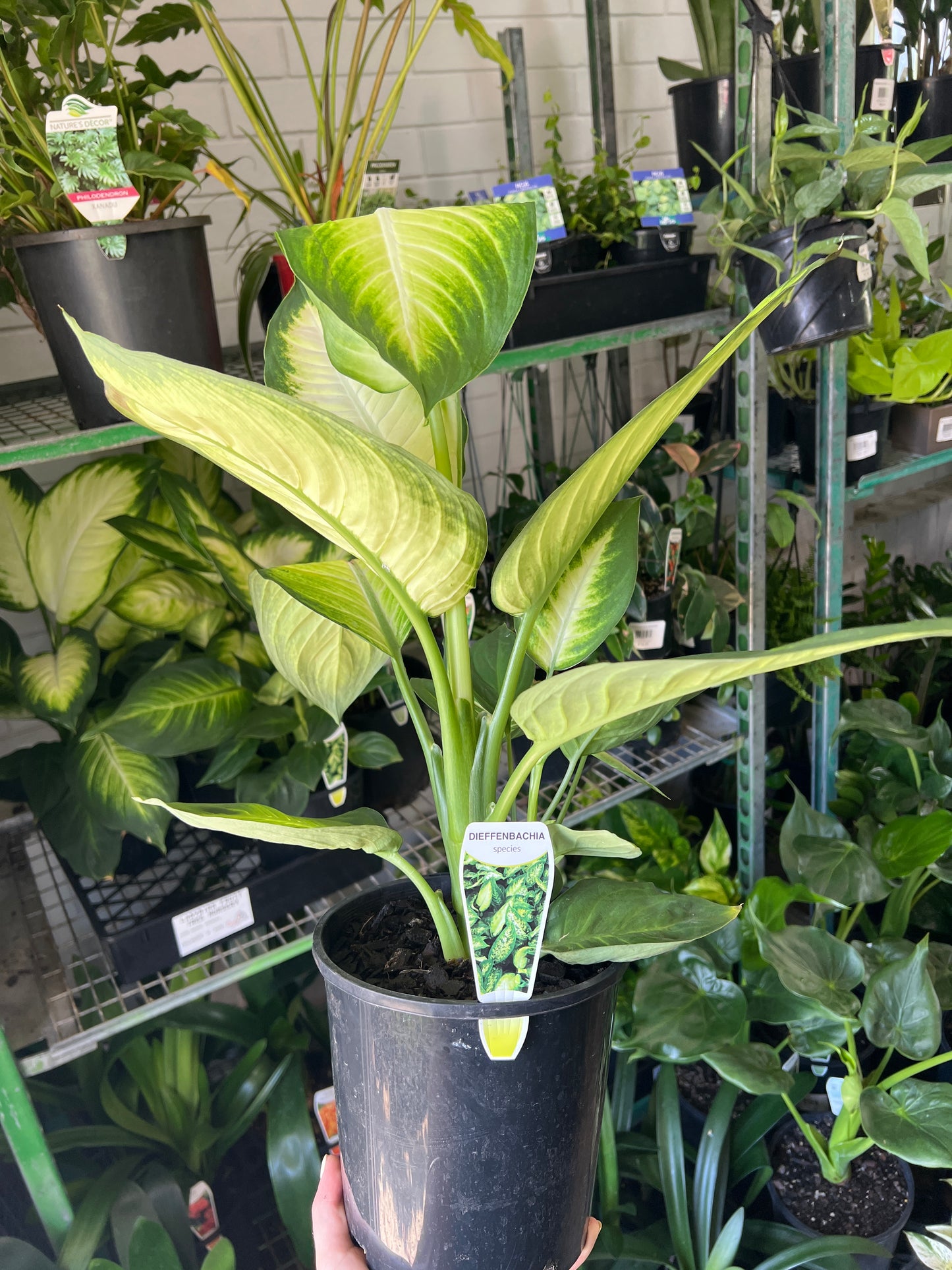 Dieffenbachia species