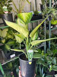 Dieffenbachia species