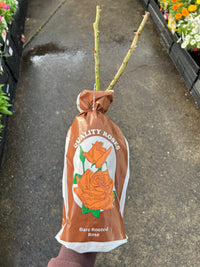 Climbing Rose 'Pierre De Ronsard Red' (Bareroot) - Ladybird Nursery