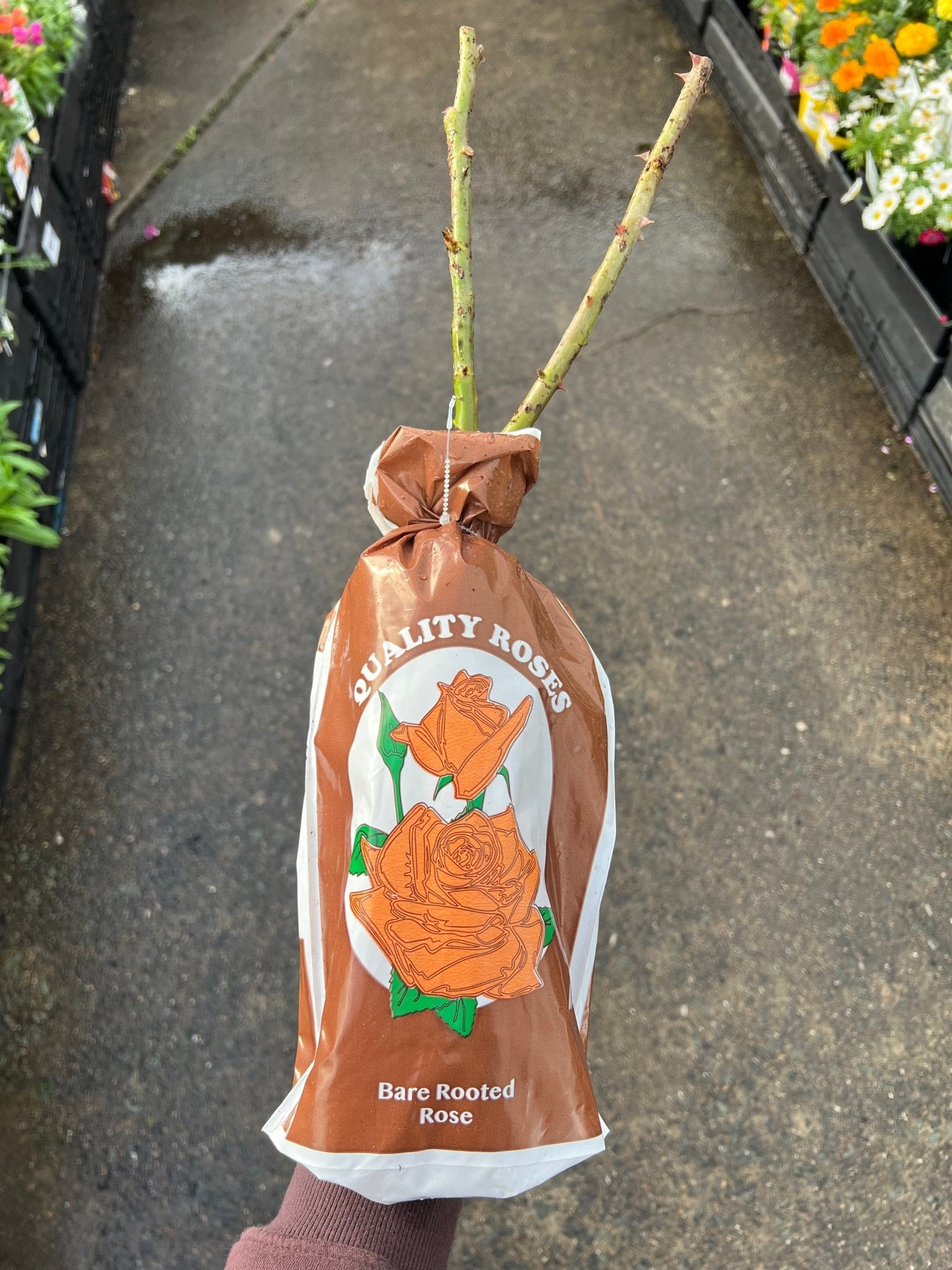 Climbing Rose 'Pierre De Ronsard Red' (Bareroot) - Ladybird Nursery