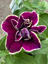 Petunia 'Velvet Champagne' - Ladybird Nursery