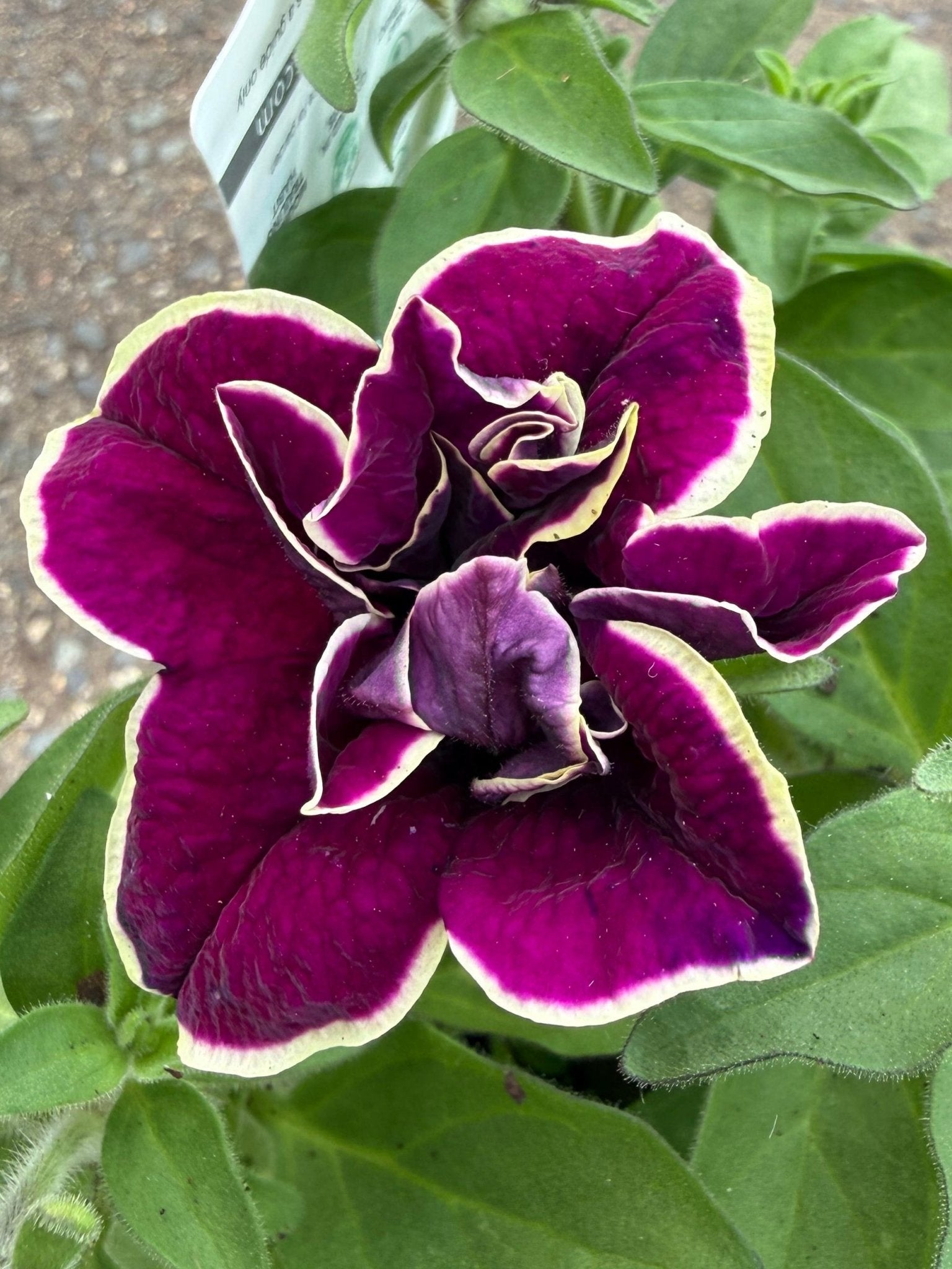 Petunia 'Velvet Champagne' - Ladybird Nursery
