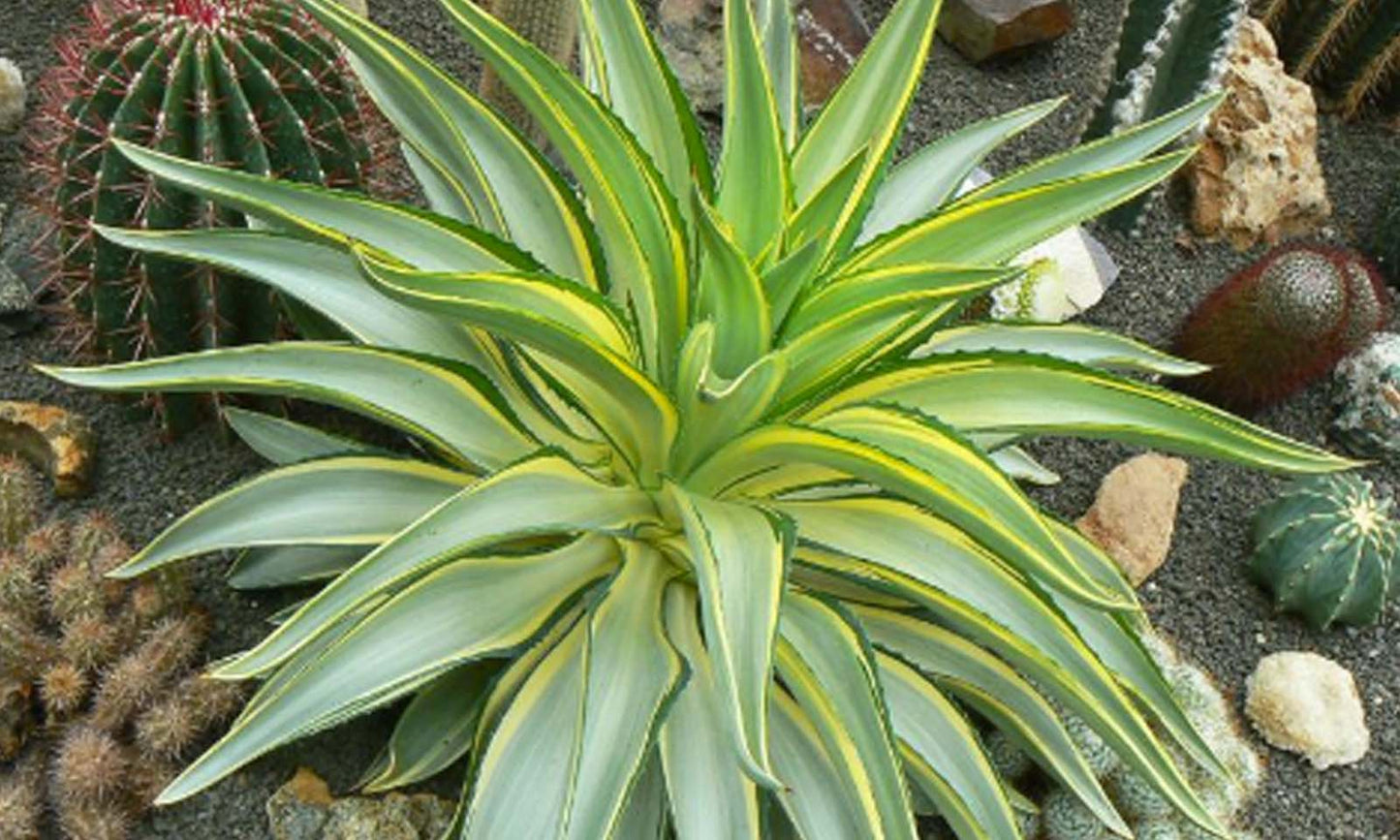 Smooth Agave (Agave desmettiana)