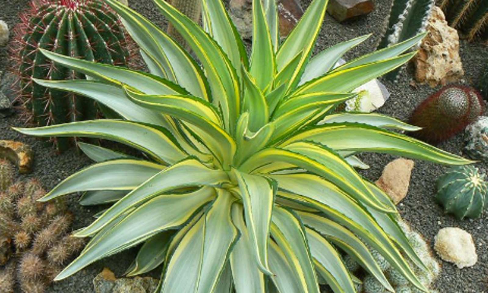 Smooth Agave (Agave desmettiana)