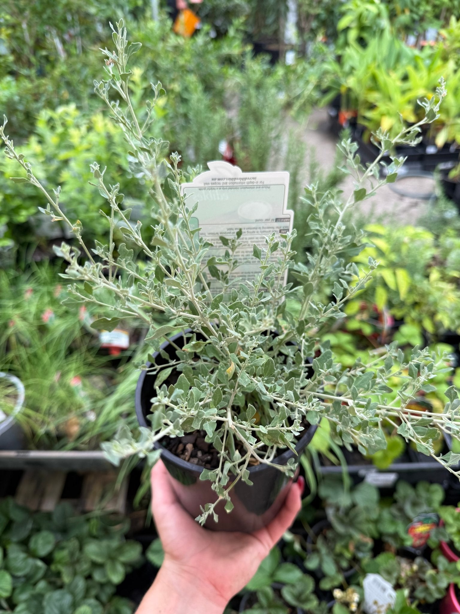 Creeping Saltbush (Rhagodia spinescens) - Ladybird Nursery